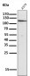 Anti-NALP3 NLRP3 Rabbit Monoclonal Antibody